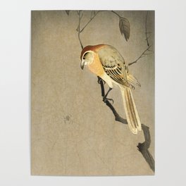 Ohara Koson, Shrike And Spider - Vintage Japanese Woodblock Print Poster