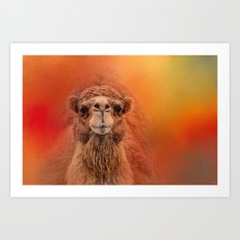 Dromedary Camel Art Print