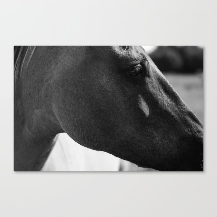 Lone Horse Canvas Print