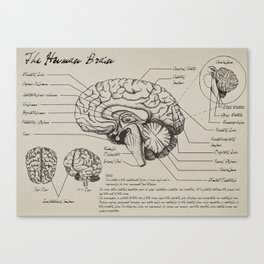 Medical Diagrams - The Brain Canvas Print