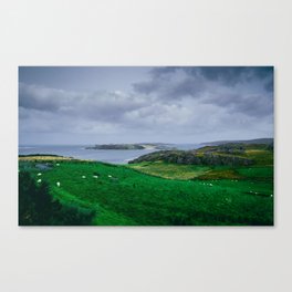 A field in Scotland 2 Canvas Print