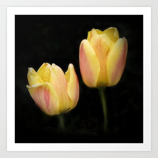 yellow-red tulips on black Art Print