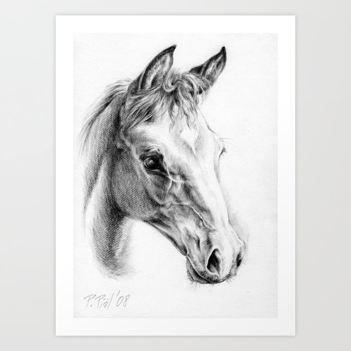 FOAL HORSE PORTRAIT Colt head Graphite pencil drawing Art Print