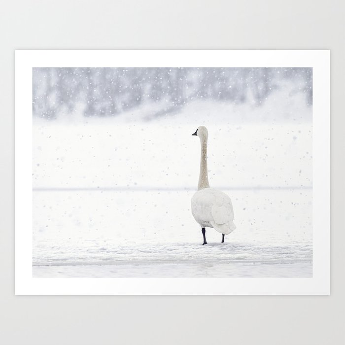Snowfall Swan Scene Art Print