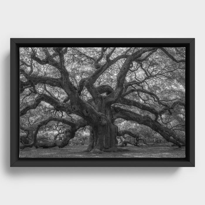 1,500 Year Old Angel Oak Tree of Charleston, South Carolina black and white photography / photograph Framed Canvas