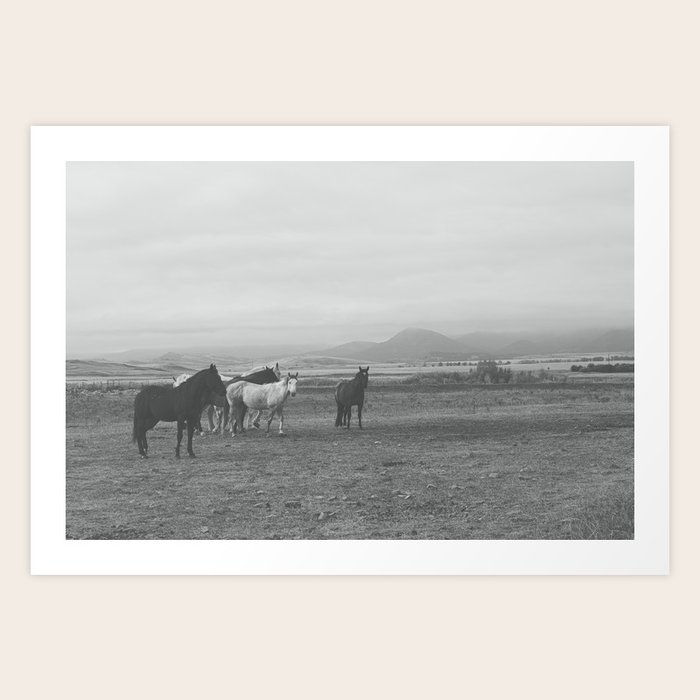 Montana Wild Horses Photography