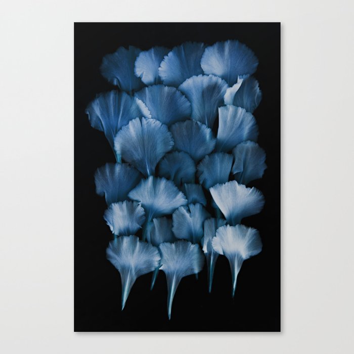 carnations in blue Canvas Print
