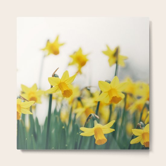 Sprung Metal Print
