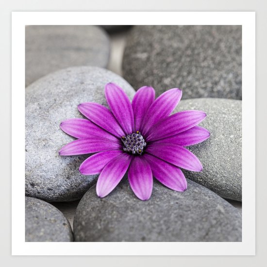 Zen Pink Daisy Pebble Still Life Art Print
