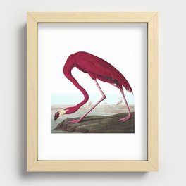 John James Audubon American Flamingo  Recessed Framed Print
