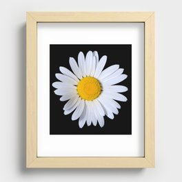 Daisy, shasta, on a pure black background Recessed Framed Print