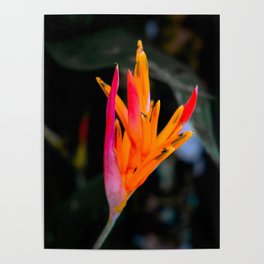 Tropical Flower | Botanical | Mexico Travel Photography  Poster