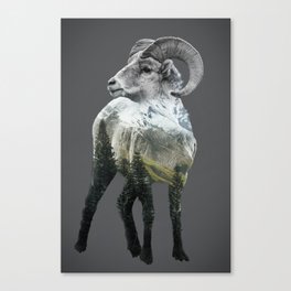 Big horn sheep Canvas Print