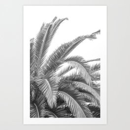 Black and white palmtree in Spain art print - natural palm leaves nature and travel photography Art Print