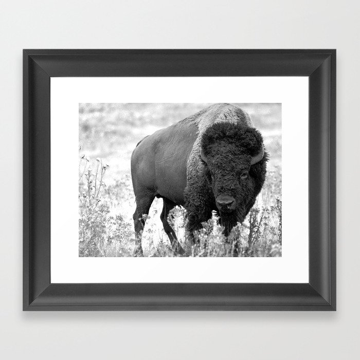 Bison Yellowstone National Park Framed Art Print