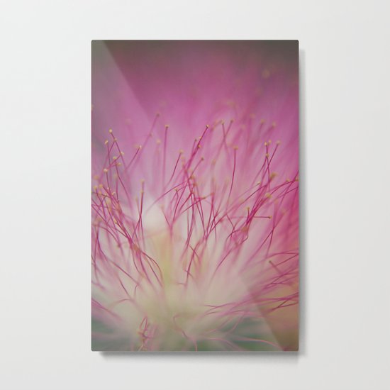 Mimosa Bloom Metal Print