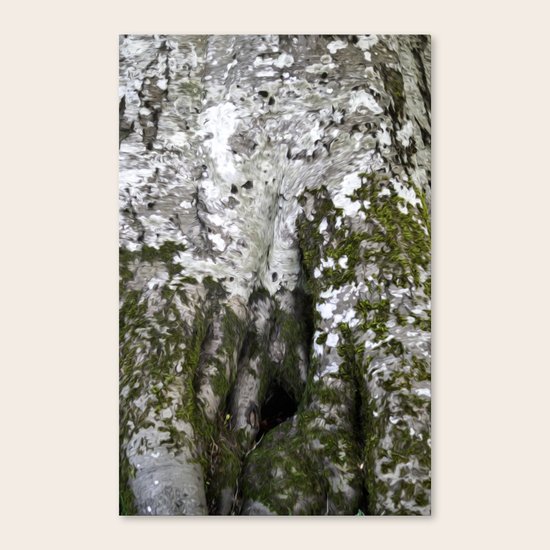 Bark Canvas Print