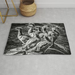A Bouquet of Mergansers bw Rug