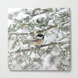 Snowstorm Chickadee Metal Print | Holidays, Photo, Chickadees, Wildlife, Birds, Animal, Holiday, Nature, Redcedar, Adirondacks 