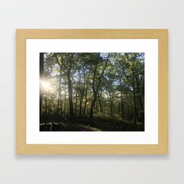 Forrest Sunset Framed Art Print