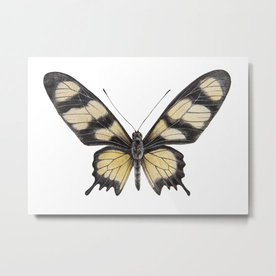 Butterfly | Swallowtail | Amazon Metal Print