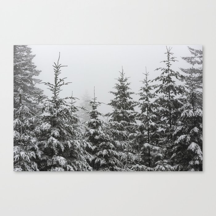 Winter Forest Fir Tree Snow II - Nature Photography Canvas Print