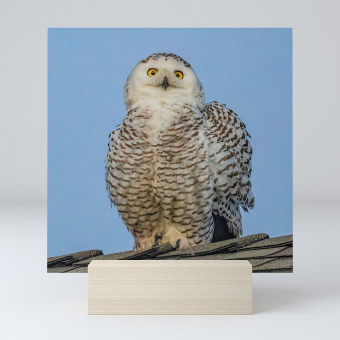 Snowy Owl Portrait Mini Art Print