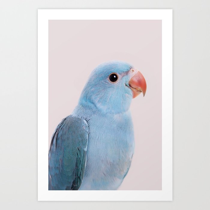 Blue Parrot Art Print