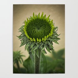 Echinacea Dream Poster
