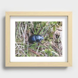 Black Beetle portrait Recessed Framed Print