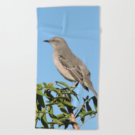 Northern Mockingbird Looks South Beach Towel
