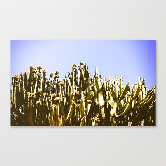 Sticky Cacti Canvas Print
