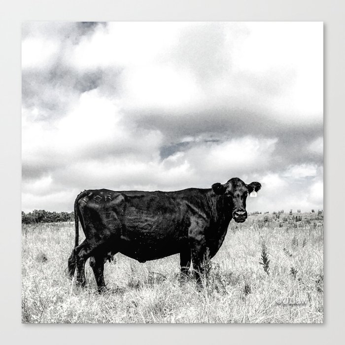 Black Cow B&W Canvas Print