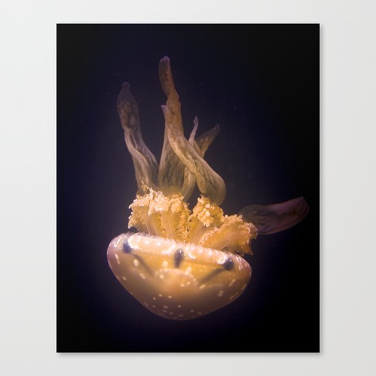 Jellyfish Canvas Print