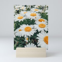 Daisies Mini Art Print