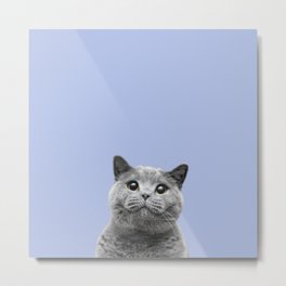 British Shorthair Cat - Staring Metal Print | Bright, Staring, Minimal, Babyblue, British, Shorthair, Tabby, Minimalist, Grey, Skyblue 