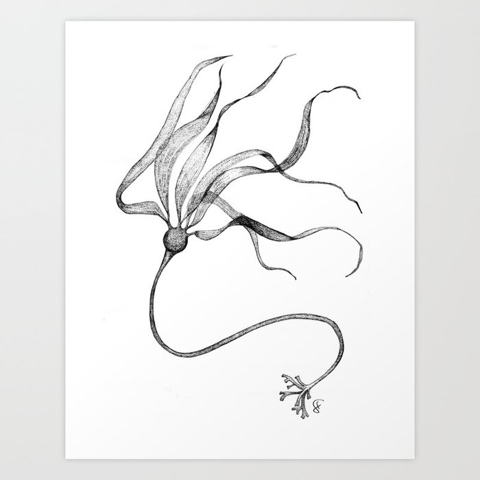 kelp drawing