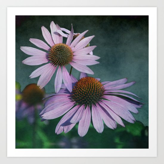 Beautiful summer with pink Echinacea / Daisy flowers Art Print