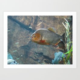 Fish 3 Art Print | Animal, Photo 