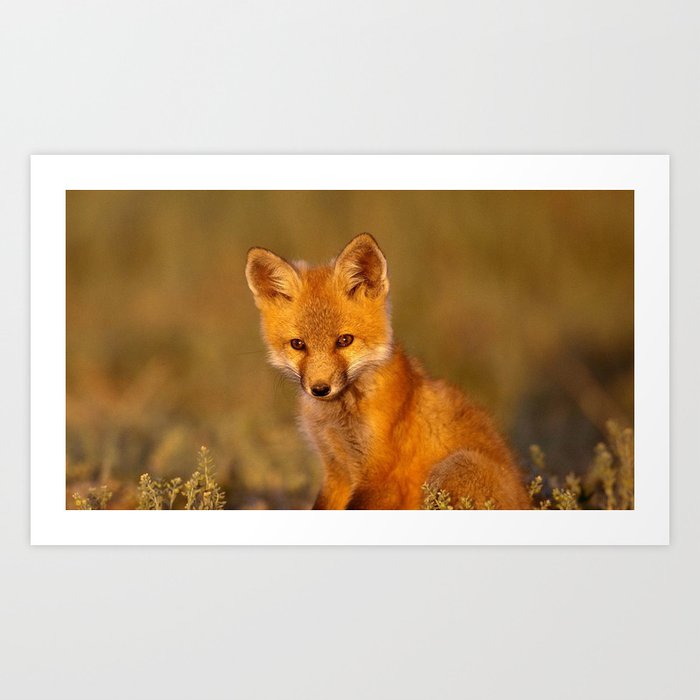 fox grass sit Art Print