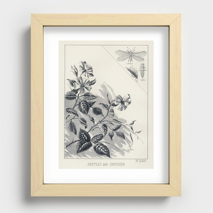 Beetles and Chrysopa from Favorite Flies and Their Histories by Mary Orvis Marbury Recessed Framed Print