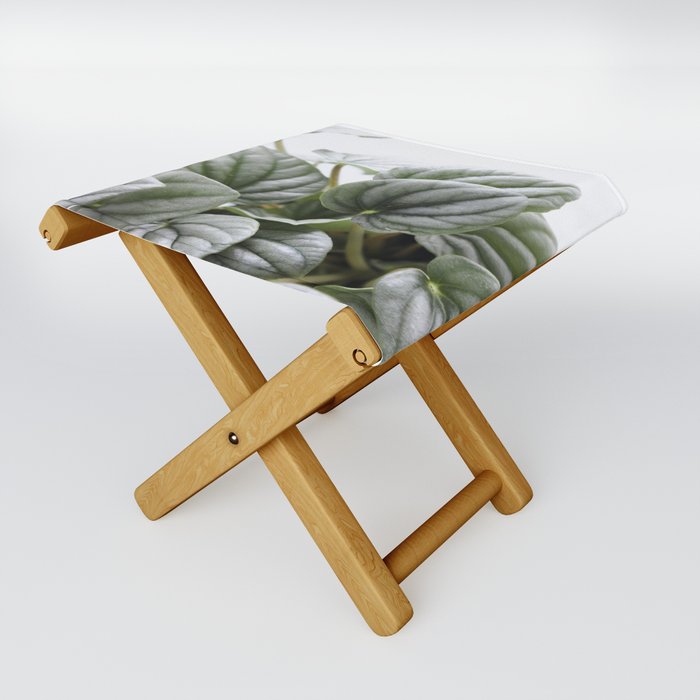 Silver Peperomia  |  The Houseplant Collection Folding Stool