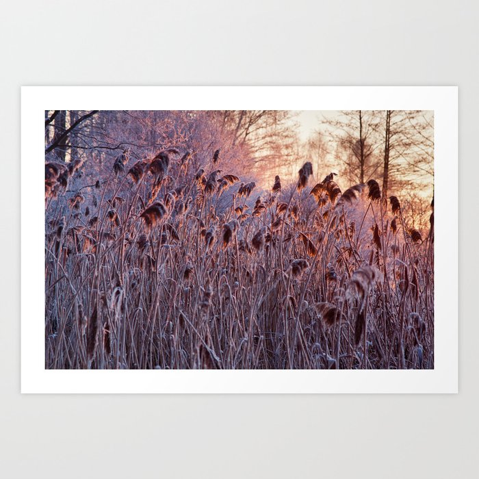 Reed in the gold morning light Art Print