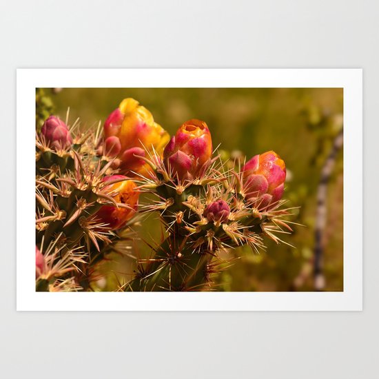 Cacti in Bloom - II Art Print