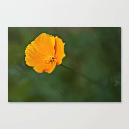Green and Gold Canvas Print