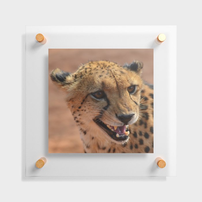 South Africa Photography - Beautiful Cheetah At The Savannah Floating Acrylic Print