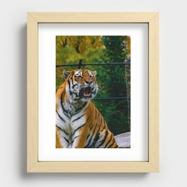 Amur Tiger Roaring Recessed Framed Print