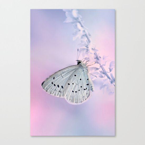 Butterfly Macro 59 Canvas Print