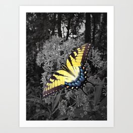 Butterfly Art Print | Spring, Splash, Sneak, Butterfly, Blue, Hungry, Seasons, Summer, Eat, Photo 