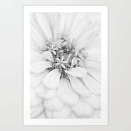Zinnia Flower Macro High Key Black And White Art Print